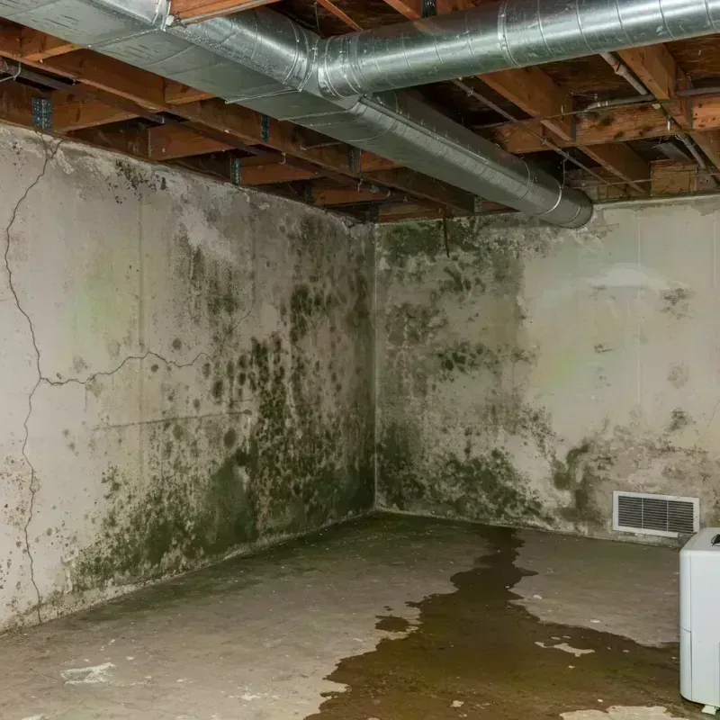 Professional Mold Removal in Oakville, MO